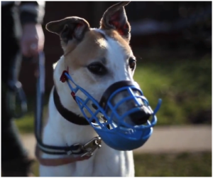 Retired Greyhound