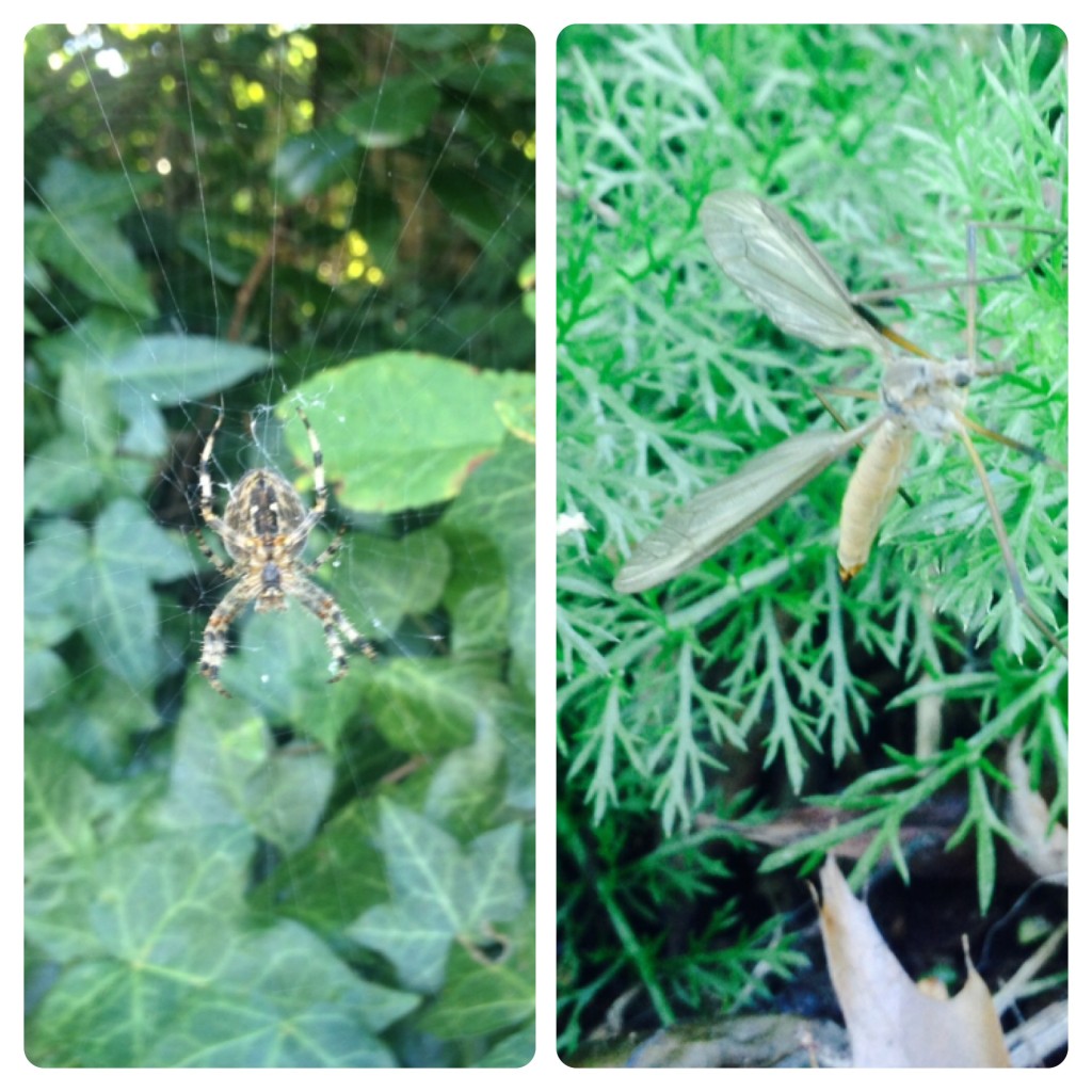 Spider and Bug from our Little Adventure