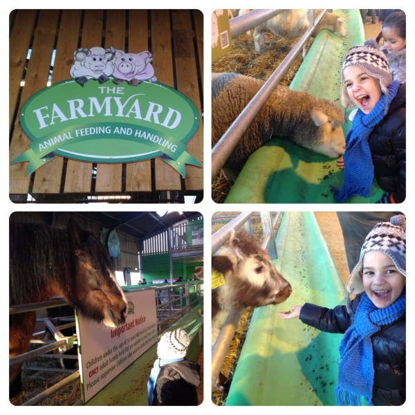 Animal Feeding at The Farmyard