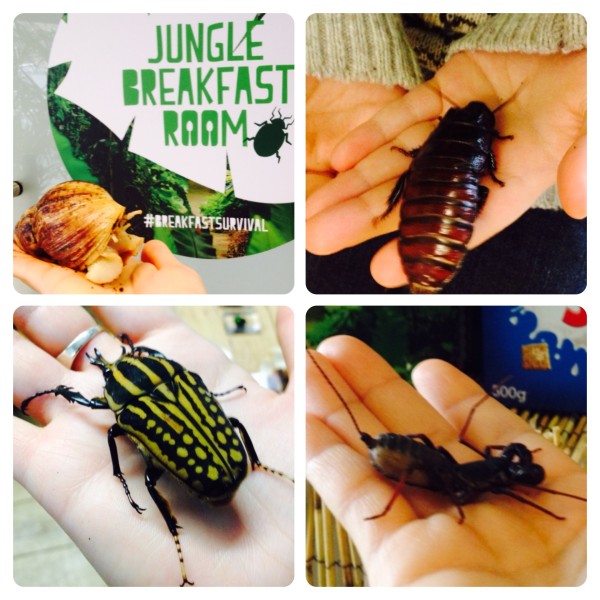 Jungle Breakfast Creepy Crawlies