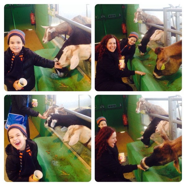 Feeding Animals at Willows Farm Village