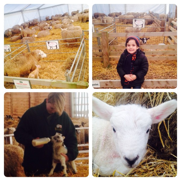 February Frolics Lambing Event