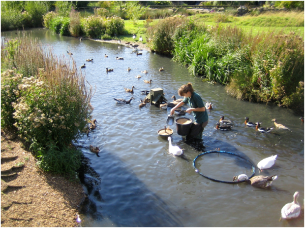 Duck Farm