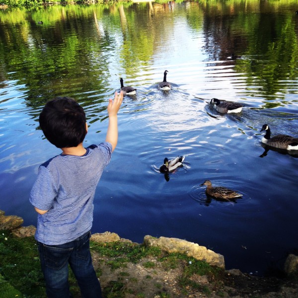 Feeding the Ducks