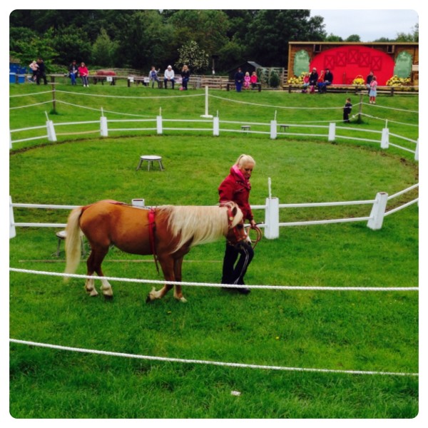 Educated Pony Display with Jema