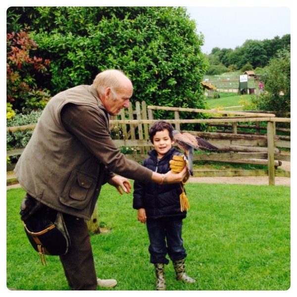 Falcon Fun – Bird Display