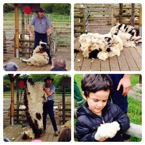 Sheep Shearing with Tuck the Shepherd