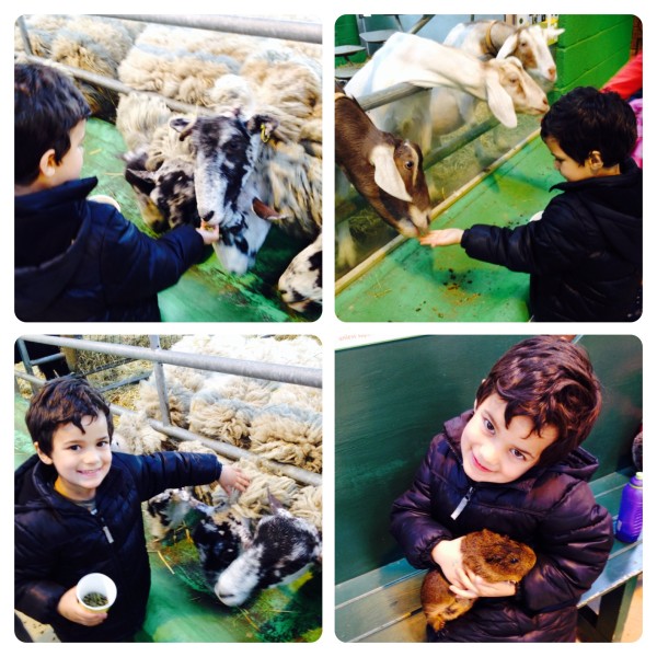 Feeding Animals at Farmyard