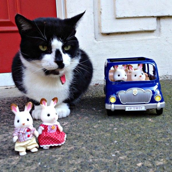 Sylvanian Family Meeting a Cat