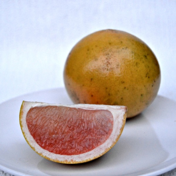 Florida Grapefruit