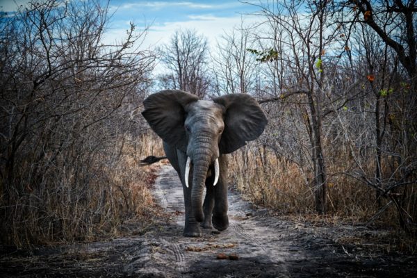 Elephant walking on forest trail. The Malawi image: ©Jonathan Gregson/Lonely Planet 